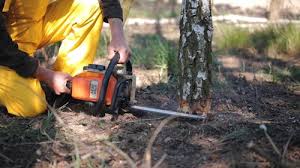 Leaf Removal in Edgewater, FL